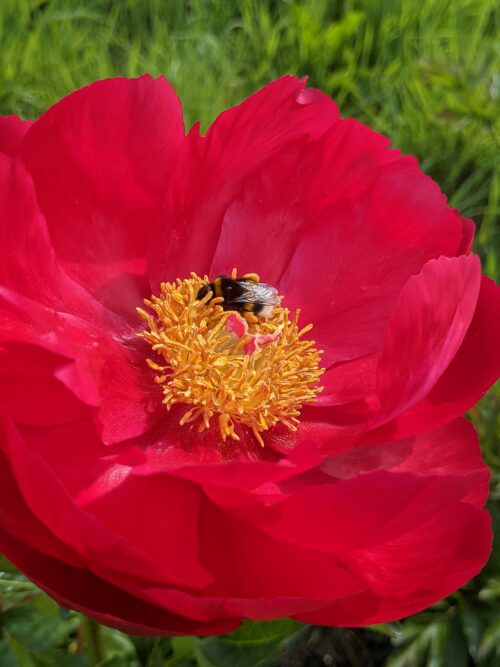 paeonia-peony-pioen-alexander-woolcott