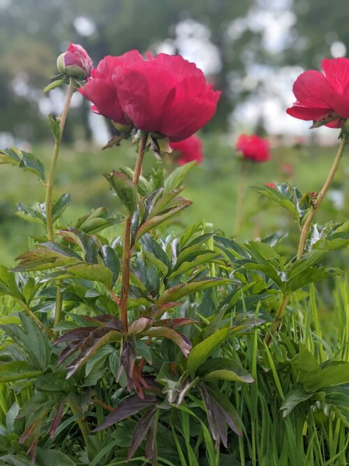 paeonia-peony-pioen-alexander-woolcott