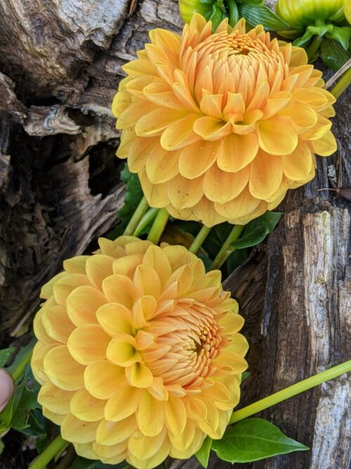 dahlia-planten-golden-scepter-kopen