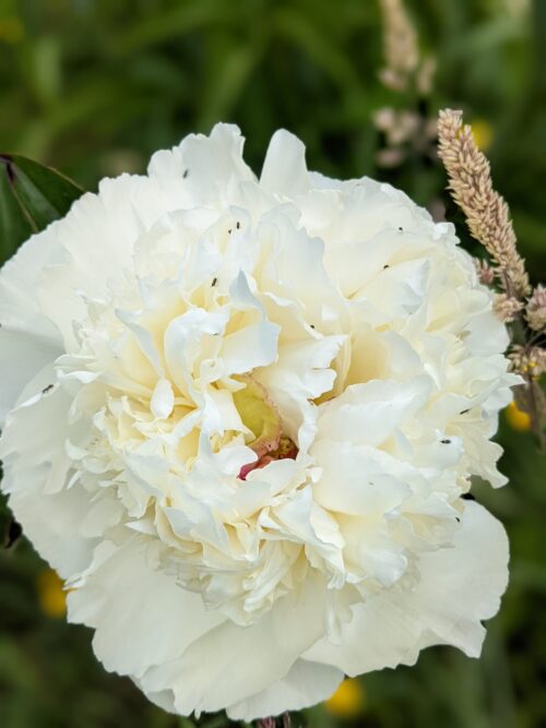 paeonia-peony-pioen-bridal-grace