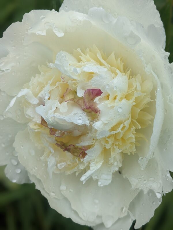 paeonia-peony-pioen-bridal-grace