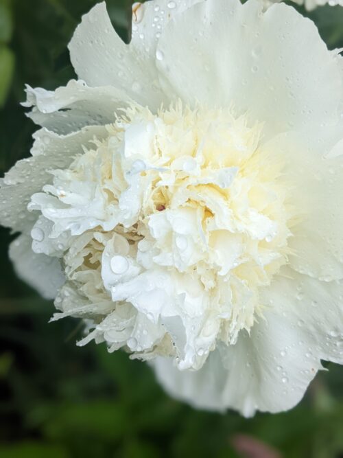 paeonia-peony-pioen-bridal-grace