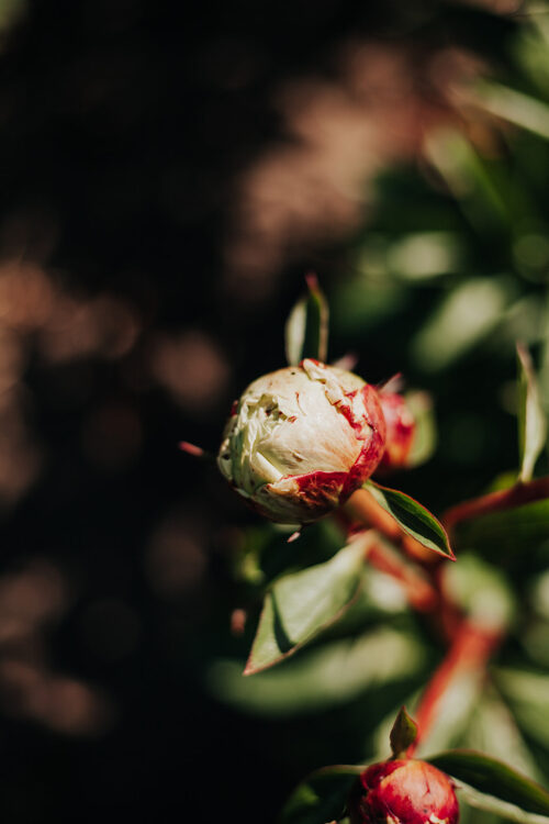 paeonia-pioen-peony-buoy-master