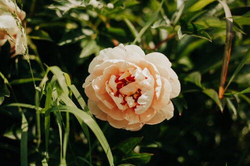 paeonia-pioen-peony-canary-brilliants