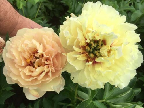 peony-pioen-paeonia-canary-brilliants