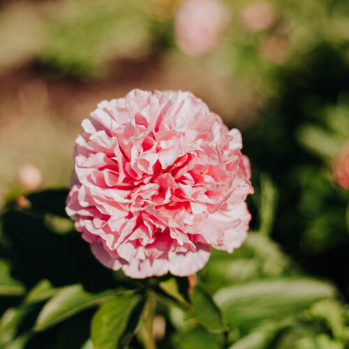 paeonia-pioen-peony-carnation-bouquet