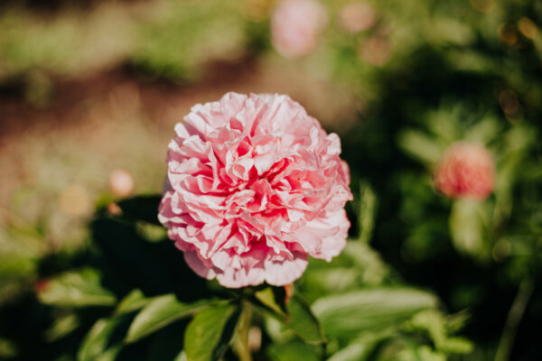 paeonia-pioen-peony-carnation-bouquet