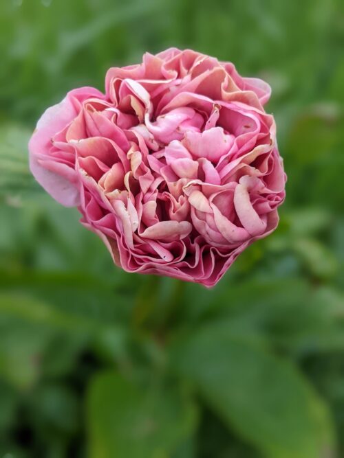 paeonia-peony-pioen-carnation-bouquet