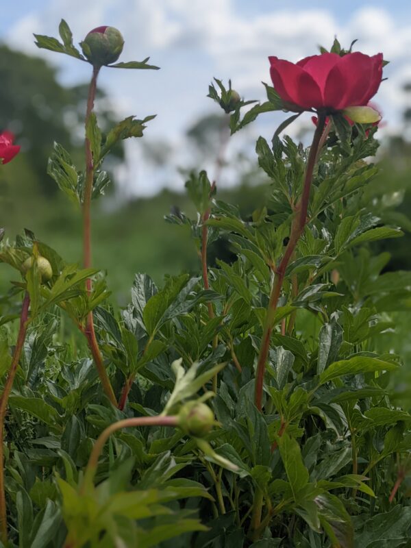 paeonia-peony-pioen-christina-kopen