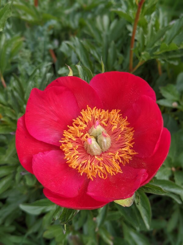 paeonia-peony-pioen-christina-kopen