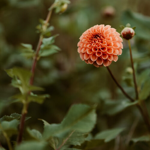 Dahlia Cornel Bronze - BIO
