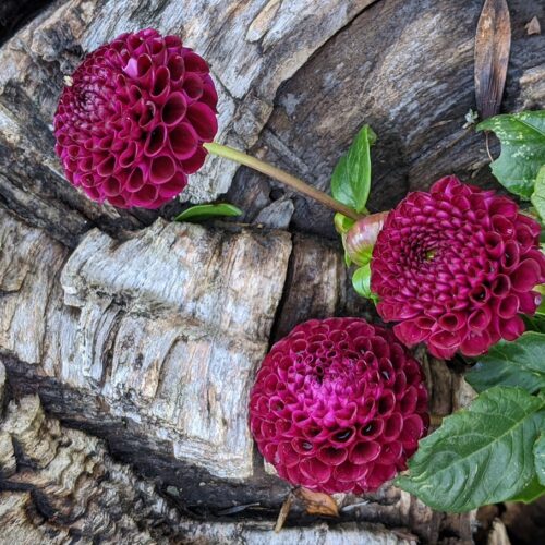 dahlia-eco-bio-kopen-downham-royall