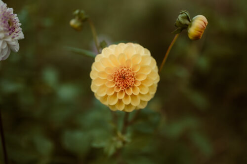 Dahlia Golden Scepter - BIO