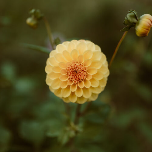 Dahlia Golden Scepter - BIO