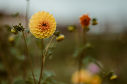 Dahlia Golden Scepter - BIO - Afbeelding 3