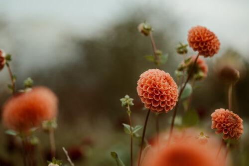 Dahlia Cornel Bronze - BIO - Afbeelding 3