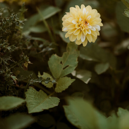 Dahlia Double Jill - BIO
