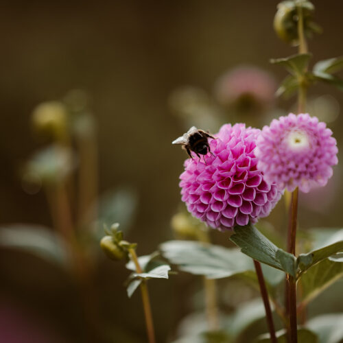 Dahlia Franz Kafka - BIO