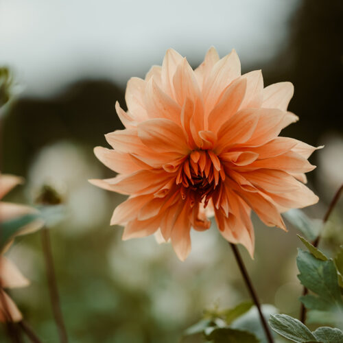 Dahlia Babylon Bronze- BIO