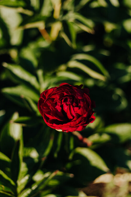 paeonia-pioen-peony-old-faithfull
