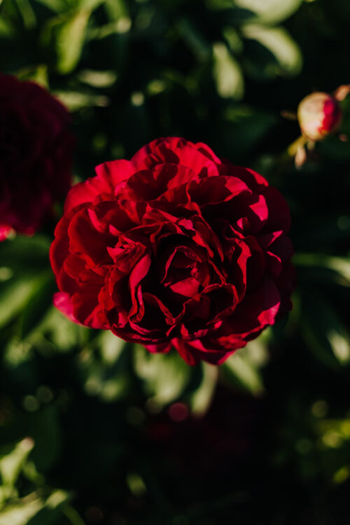 paeonia-pioen-peony-old-faithfull