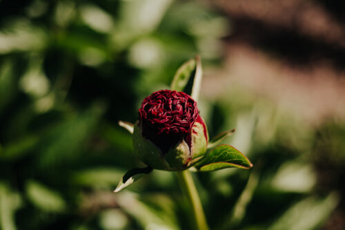 paeonia-pioen-peony-old-faithfull
