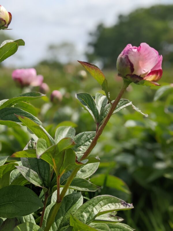 paeonia-peony-pioen-petite-elegance