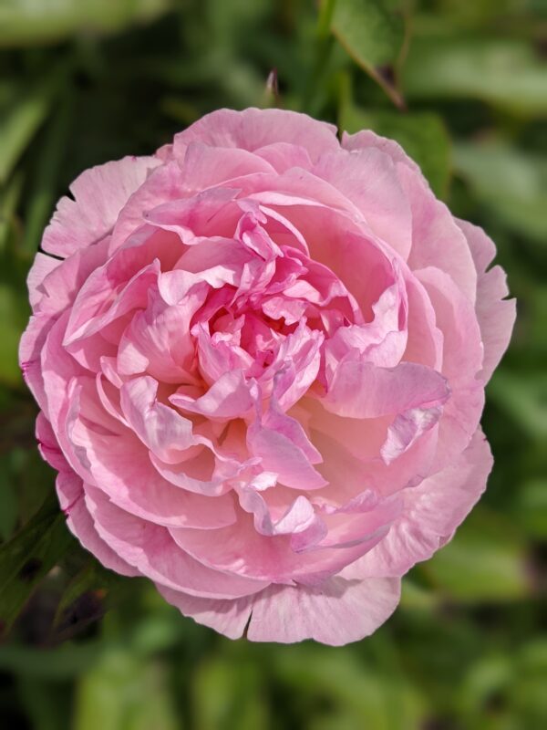 paeonia-peony-pioen-petite-elegance