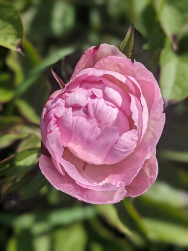 paeonia-peony-pioen-petite-elegance