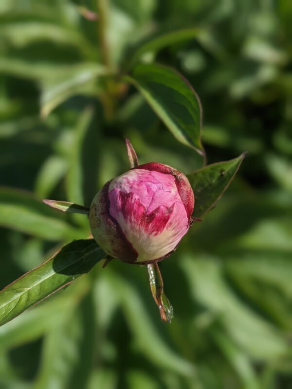 paeonia-peony-pioen-petite-elegance
