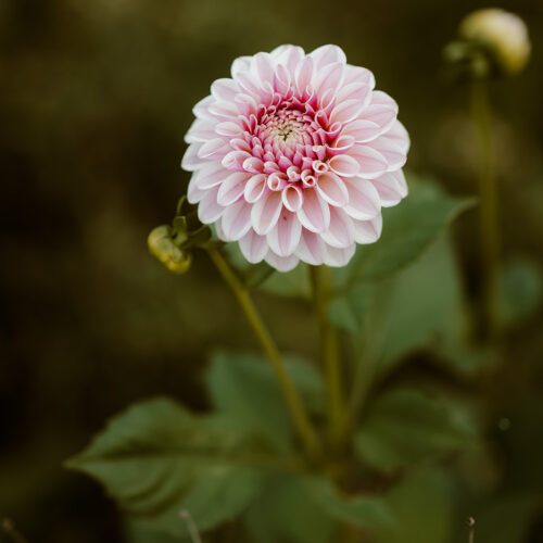 Dahlia Pink Silk - BIO
