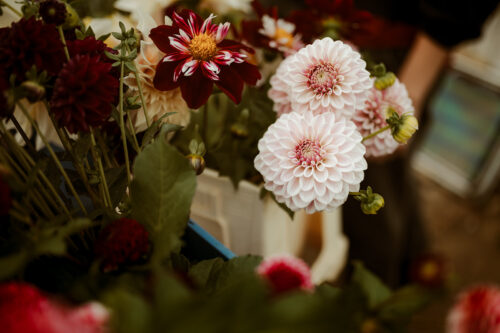 Dahlia Pink Silk - BIO - Afbeelding 3