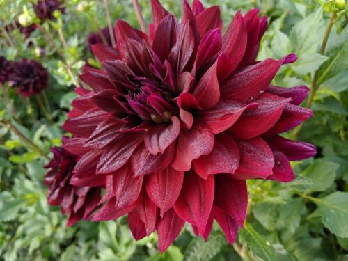 dahlia-dahliaknollen-kopen-planten-rip-city