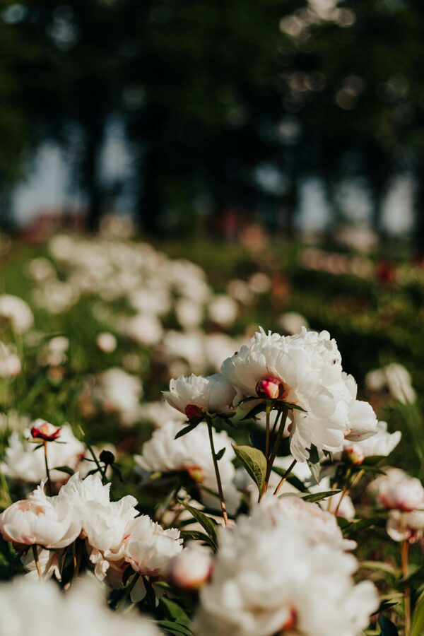 paeonia-pioen-peony-bridal-grace