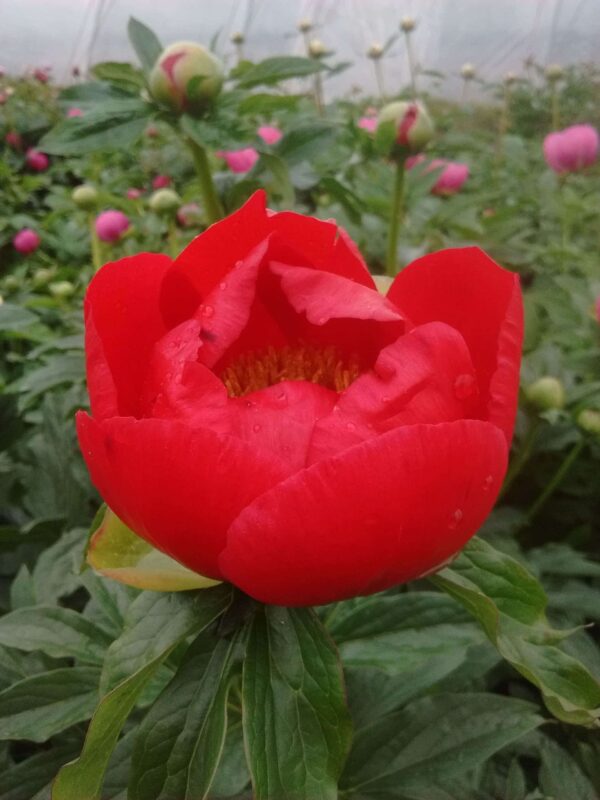 paeonia-pioen-peony-christina