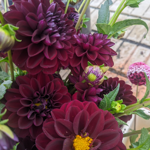 Dahlia Natal - BIO