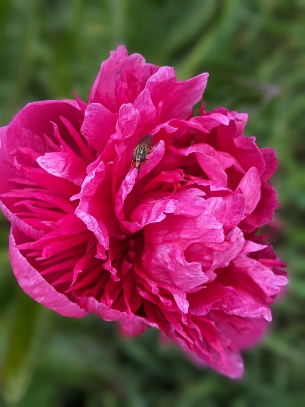 paeonia-peony-pioen-dark-promise