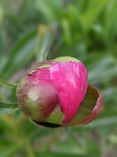 paeonia-peony-pioen-dark-promise