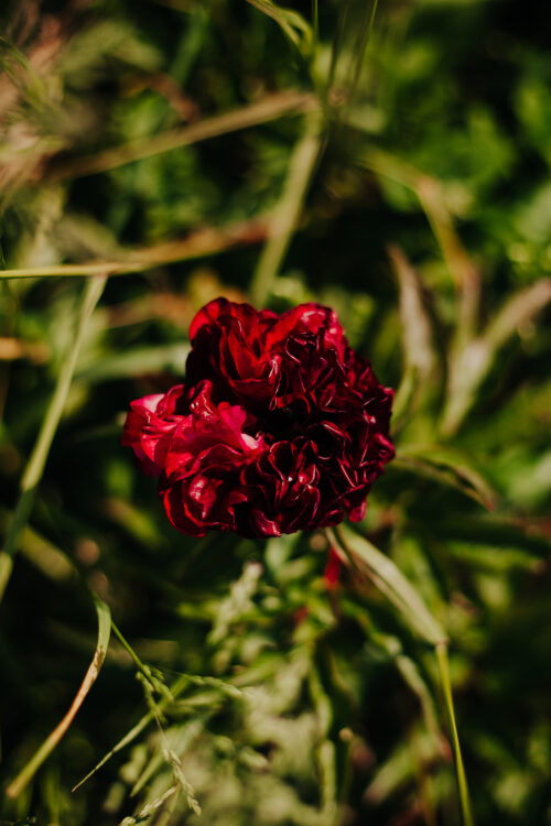 peony-pioen-paeonia-eliza-lundy