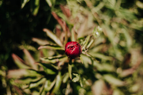 peony-pioen-paeonia-eliza-lundy