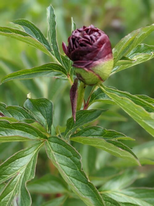 peony-pioen-paeonia-eliza-lundy