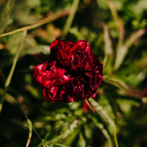 peony-pioen-paeonia-eliza-lundy