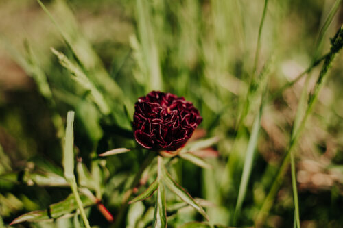 peony-pioen-paeonia-eliza-lundy