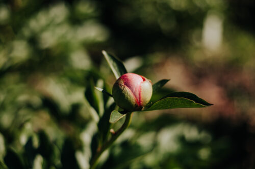 peony-pioen-paeonia-etched-salmon