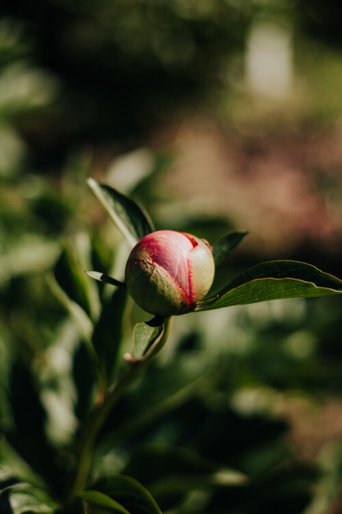 peony-pioen-paeonia-etched-salmon