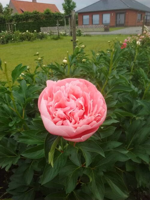 peony-paeonia-pioen-etched-salmon