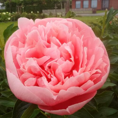 peony-paeonia-pioen-etched-salmon