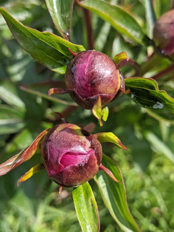 peony-pioen-paeonia-pioenwortel-fairfield