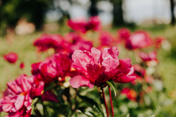 peony-paeonia-pioen-fairfield