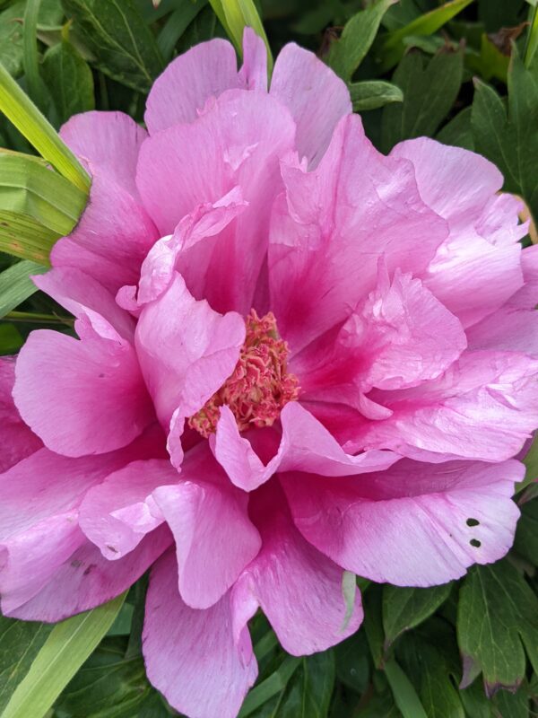 peony-pioen-paeonia-first-arrival